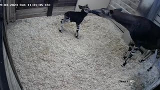 San Antonio Zoo celebrates the birth of rare, endangered okapi calf