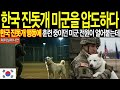 [해외감동사연] 한국 진돗개의 예상 못 한 행동에 미군 훈련장이 난리난 상황