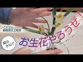 【水仙】アナタの知らない格花の世界【教科書にならない】下手でゴメンね