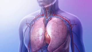 pulmonary circulation