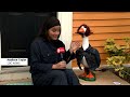 Take a gander: N.L.’s porch geese are dressed to impress