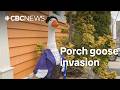 Take a gander: N.L.’s porch geese are dressed to impress