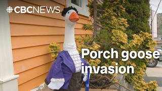 Take a gander: N.L.’s porch geese are dressed to impress