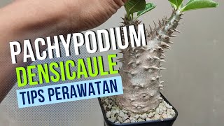 Pachypodium Densicaule & Tips Perawatan