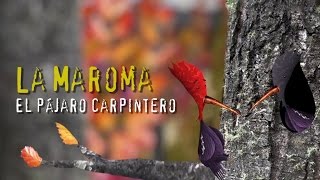 El Pájaro Carpintero - La Maroma Bariloche- música para niños