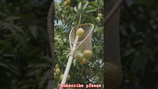 😲 बिना पेड़ पर चढ़े फल तोड़ने का देसी जुगाड़! #desijugad #farming #ai #aivideo #shorts #viral #mango