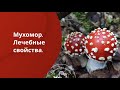 Мухомор. Лечебные свойства.