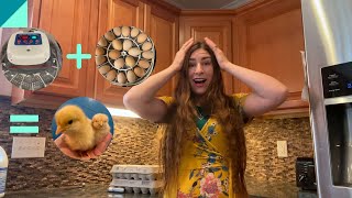 How to start incubating chicken hatching eggs
