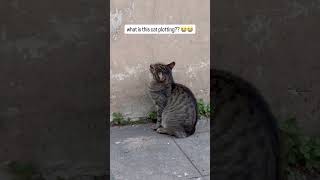 What Is This Cat Actually Plotting? Should We Be Concerned?