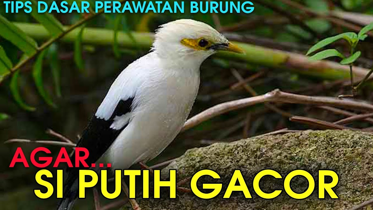 TIPS CARA PERAWATAN DASAR BURUNG JALAK PUTIH AGAR LEBIH GACOR 