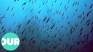 Underwater Search For The World War II Japanese Submarine Shinohara | Our World