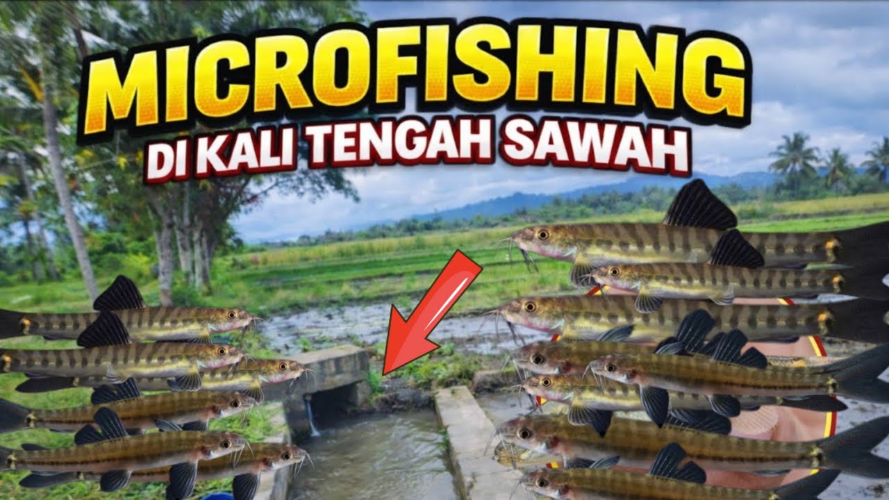 DIKIRA SEPI‼️ MANCING UCENG DI TENGAH SAWAH | MANCING DI DESA 