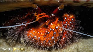 Weekly Diving Report for Koh Tao by Master Divers - February 29th - March 6th 2020