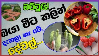 New amazing things in world puduma dewal||SL puduma dewal||පුදුම හිතෙන අමුතු දේවල් ☺️