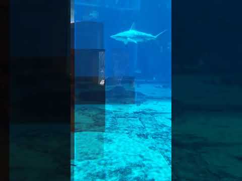 The Lost Chambers Aquarium | Atlantis Aquarium | Dubai Aquarium #shorts