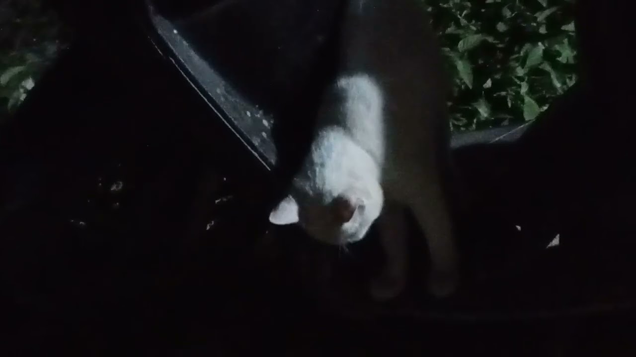 siputih lagi birahi || kucing birahi ngebet 