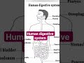 #human digestive system#schooleducation #youtubeshorts #