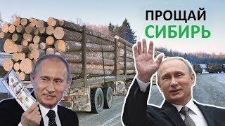 Вырубка леса. ФИЛЬМ "РУССКАЯ ТАЙГА". Павел Пашков. 2018. 2019. Ёлка. Вырубка леса. ФИЛЬМ "РУССКАЯ ТАЙГА". Павел Пашков. 2018. 2019. Ёлка.