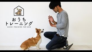 「まて」の教え方 犬の待ての教え方、見せます！【犬のしつけ＠横浜】by遠藤エマ