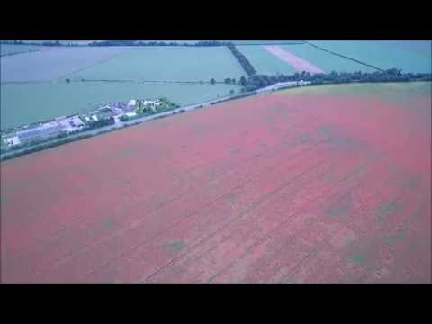 Pink Poppy Fields, Barley, Hertfordshire (2) - Skydronauts.uk