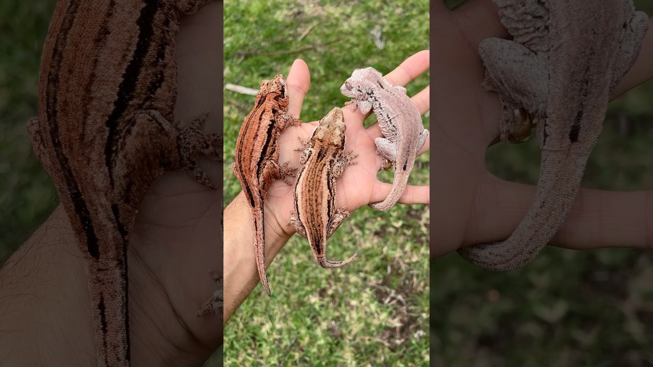 Pink Gargoyle Geckos