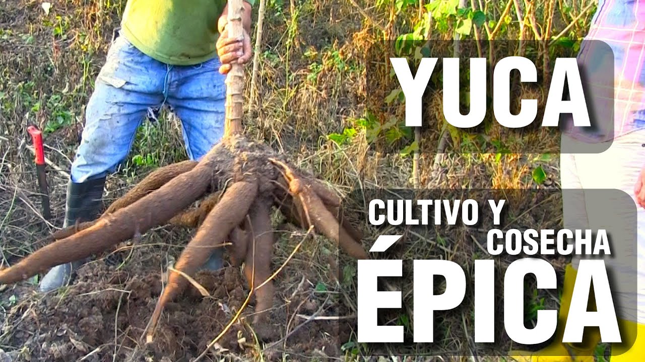 YUCA: Cultivo y Cosecha Épica 🌿