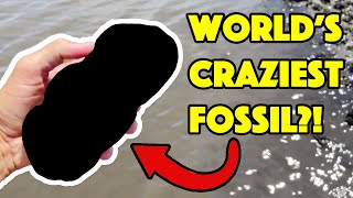 Did We Just Find The WORLD'S CRAZIEST FOSSIL?! (How did it even fossilize?)
