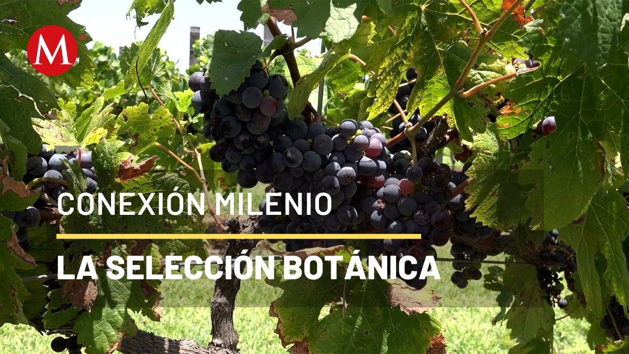 Las plantas más IMPACTANTES de México | Conexión Milenio