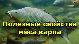 Полезные свойства мяса карпа. Чем полезен карп?