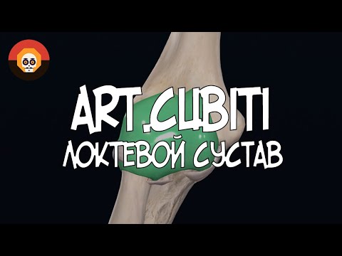 Локтевой сустав (art.cubiti) 3D Анатомия