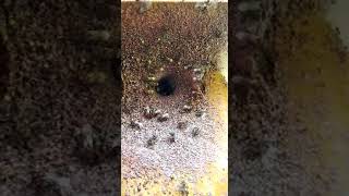 Kelulut Tuma Log Bam05