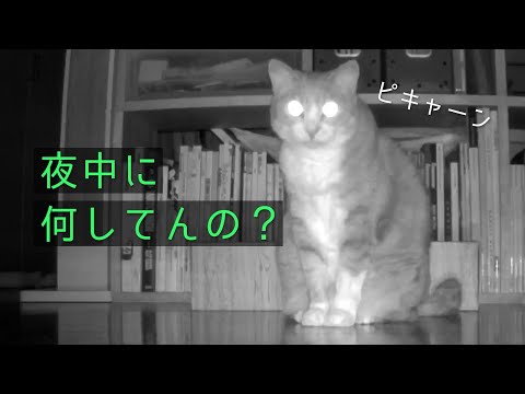 【定点観測】ネコのいる部屋24時！ | C6N | #モアクリ Vlog054