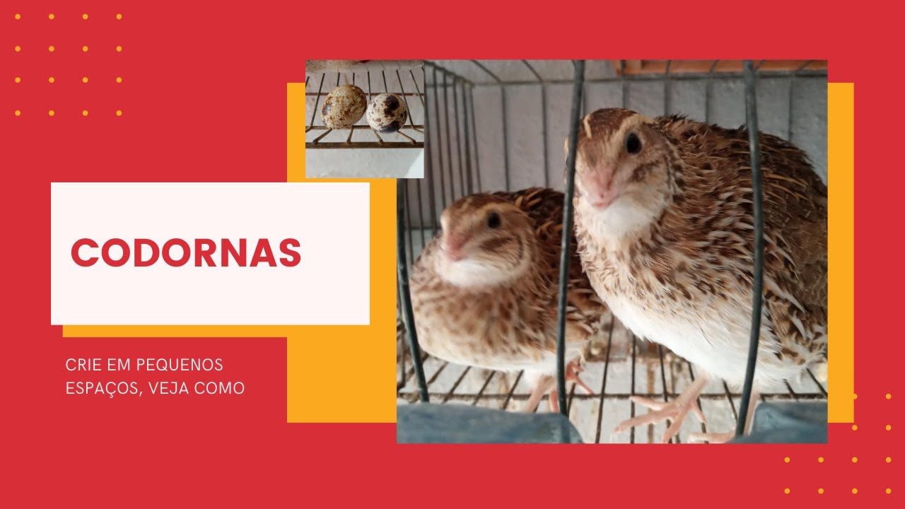 🍚COMO MINHA CRIAÇÃO DE CODORNAS SE ALIMENTA? VEJA O QUE AS CODORNAS ...