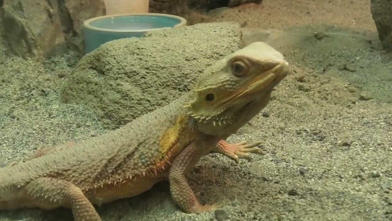 フトアゴヒゲトカゲ (東山動植物園) 2021年7月22日 - YouTube