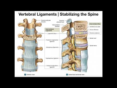 The Major Ligaments of the Spine