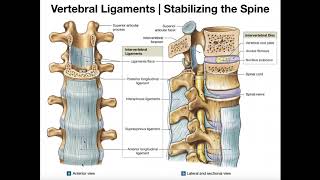 The Major Ligaments of the Spine