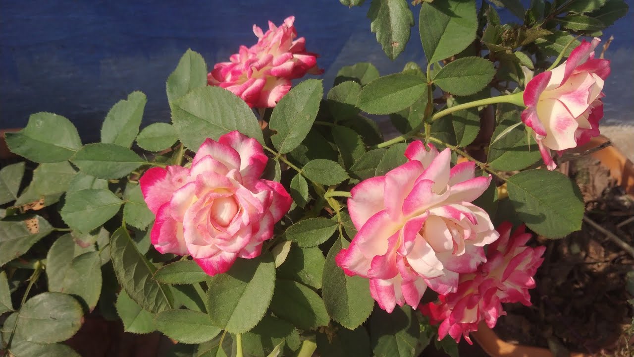 Beautiful White-Pink Roses ❤️❤️ 