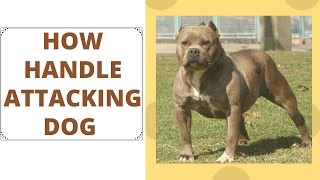 Tips How To Handle Dog Attack Defense Against Dog Attack