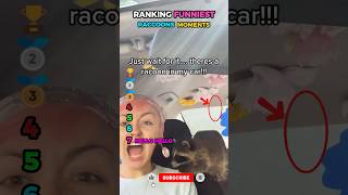 Ranking the Funniest Raccoon Moments #raccoon #funny #shorts