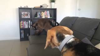 Gertie The Beagle With Rambo The Cat