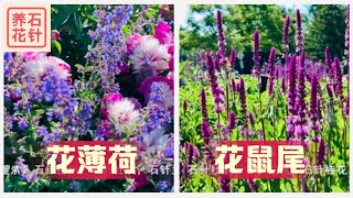 两周花期特长的多年生小花 杂交赏花薄荷hybrid Catmint 和赏花鼠尾草garden Sage Youtube 两周花期特长的多年生小花 杂交赏花薄荷hybrid Catmint 和赏花鼠尾草garden Sage Youtube