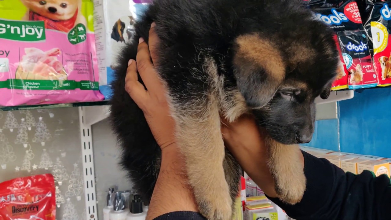 Champion Bloodline German Shepherd Female 12000 only..9319811881, 7827617569, Doggyz World