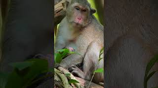 Into the World of Monkeys: Jungle Jamboree Monkey Moments that Capture the Heart Short Monkey MMO