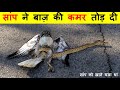 जब सांप का शिकार करने वाले जीव ही उसका उसका शिकार बन गए ? Snake vs other animals.