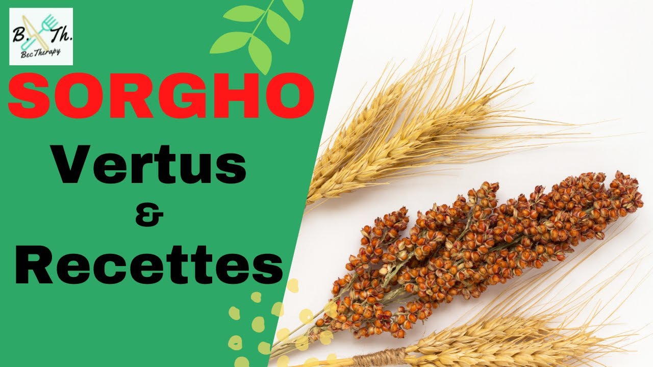 SORGHO : VERTUS, BIENFAITS, CONTRE-INDICATIONS ET RECETTES II BecTherapy