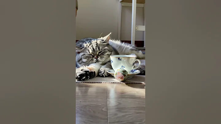 Video 11290571: teacup cat, cute cats living, cat sleeping