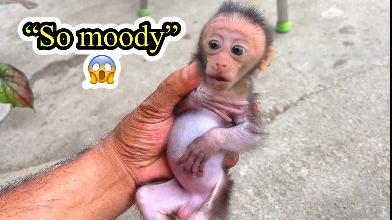 Mimi’s Emotional Day: The Baby Monkey Missing Her Mom 💔🐒