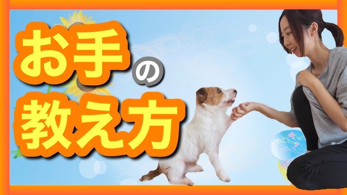 たった3分でできる お手の教え方 Youtube たった3分でできる お手の教え方 Youtube