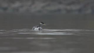 Red-necked Grebe juvenile did not migrate