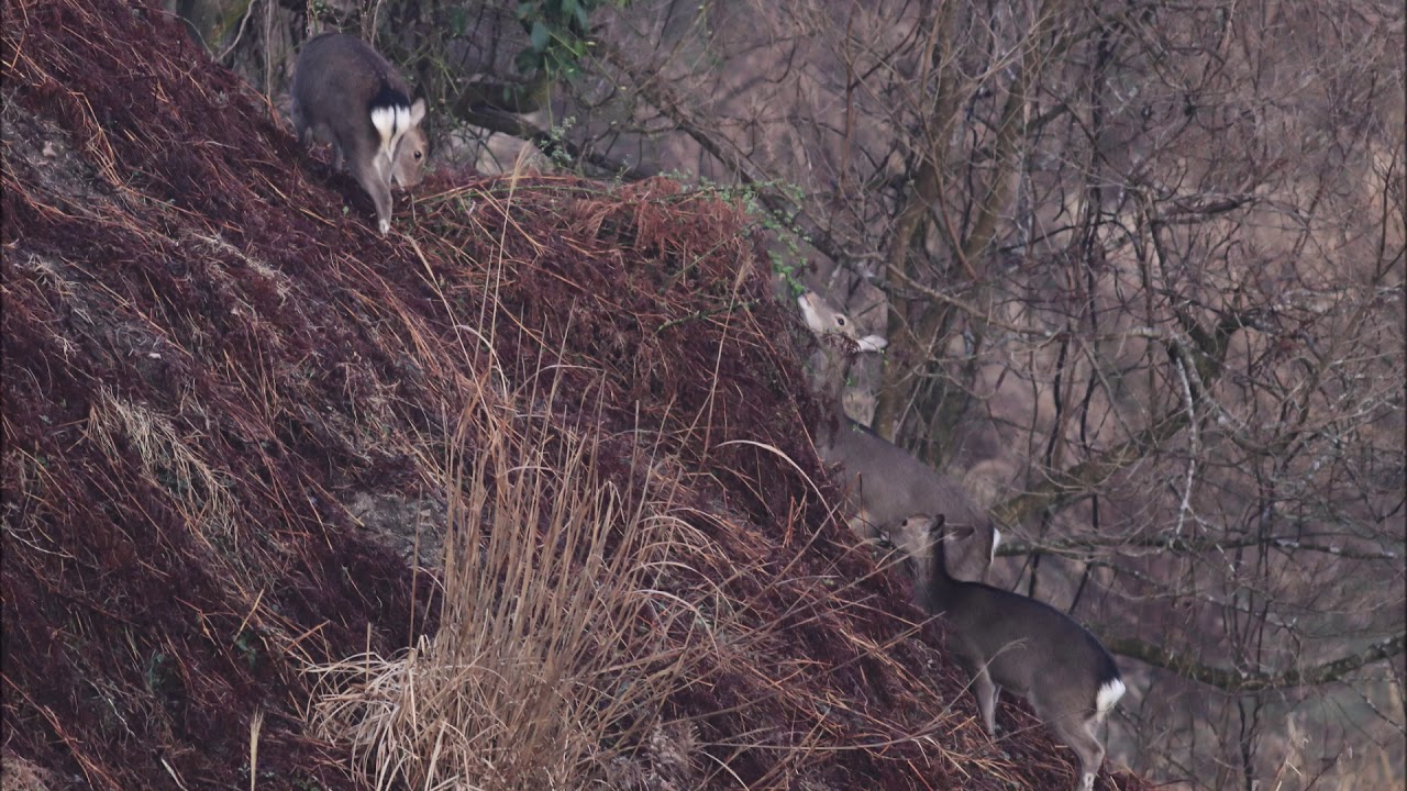 Sika Deer and alarm call